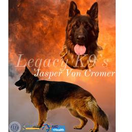 Jasper - German Shepherd