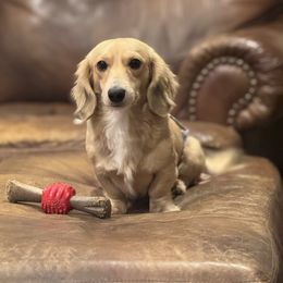 Barney - Dachshund