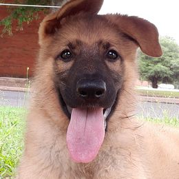 German Shepherds from Karen's Kennel