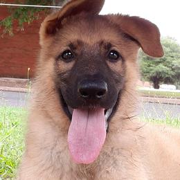 German Shepherds from Karen's Kennel