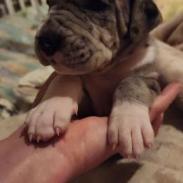 Merle Female - Merle female Great Dane puppy in Gig Harbor, Washington from Lakaya Danes