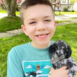 Cockapoo Puppies from Oak and Magnolia