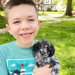 Cockapoo Puppies from Oak and Magnolia
