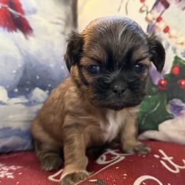 AKC Biscuit - Sable male Shih Tzu puppy in Paintsville, Kentucky from Molly B's ShihTzus