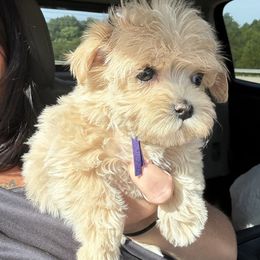 Goldendoodle, Maltipoo, and Yorkipoo Puppies from Doodle Pups Fur-Ever