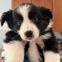 Boy 1 - Black tri male Miniature Australian Shepherd puppy in Saco, Maine from Wags Family Aussies