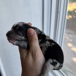 Left patch - Merle male Pomsky puppy in Kingston, Michigan from Browns Pomskys