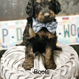 Boots - Phantom male Goldendoodle puppy in Pasco, Washington from Camp Doodle Woods