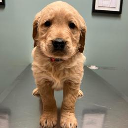 Red - Golden male Golden Retriever puppy in Mount Carmel, Tennessee from HS Goldens