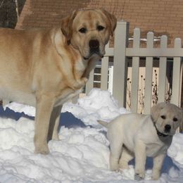 Labrador Retrievers from Moondance Labradors