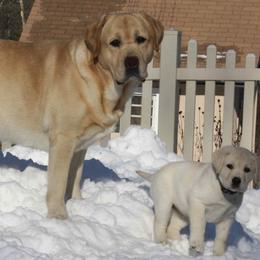 Labrador Retrievers from Moondance Labradors