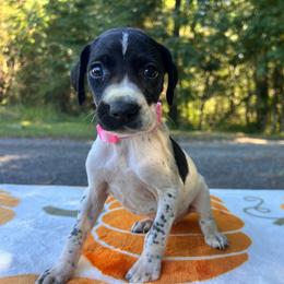 Aurora - Black and white female German Shorthaired Pointer puppy in Dugspur, Virginia from Pilgrims Trails Shorthairs