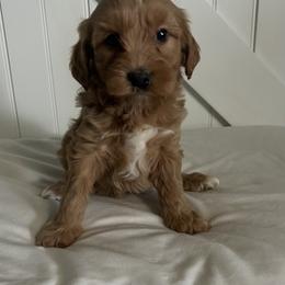 Love - Apricot female Cavapoo puppy in Bozrah, Connecticut from Cedar Creek Farm