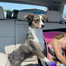 Godiva  - Toy Australian Shepherd
