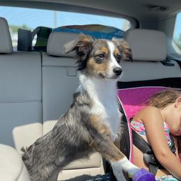 Godiva  - Toy Australian Shepherd