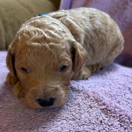 Titus - Apricot male Poodle puppy in St. Johnsbury, Vermont from Poodles of the Northern Woods