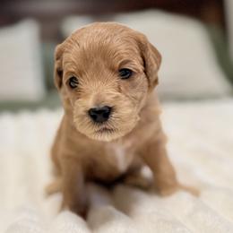 Celeste (Pink collar) - Apricot female Goldendoodle puppy in Twin Falls, Idaho from Magic Valley Family Doodles