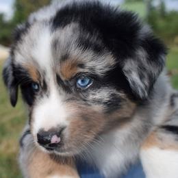Venture - Blue merle male Australian Shepherd puppy in Falcon, Missouri from www.maubachranch.com