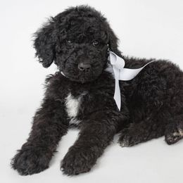 Poodle Puppies from DoodleHaven