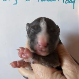 Boy 2 - Black brindle and white male Miniature Bull Terrier puppy in Los Angeles, California from Triumph Miniature Bull Terriers