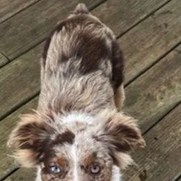 Aussiedoodles, Cockapoos, Goldendoodles, Poodles, and Toy Australian Shepherds from CW Aussiedoodles