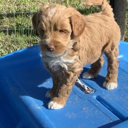 Australian Labradoodle Puppies from Integrity Labradoodles