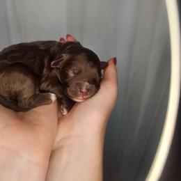 Boy 3 - Brown and white male Cockapoo puppy in Fort White, Florida from Jade