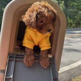 Tommy - Red  male Goldendoodle puppy in Mint Hill, North Carolina from DoodleForever