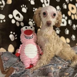 No longer Available - Apricot female Poodle puppy in Pounding  Mill, Virginia from Rosa's Chihuahuas
