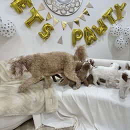 Goldendoodle Puppies from Soni the Doodle