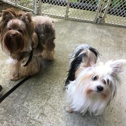 Yorkshire Terrier Puppies from Toy Town Yorkies