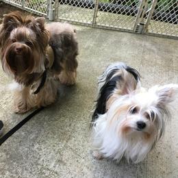 Yorkshire Terrier Puppies from Toy Town Yorkies