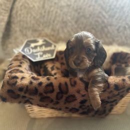 Merlot (LoLo) - Red female Dachshund puppy in Buffalo, New York from Flanagan’s Pride of Scotland