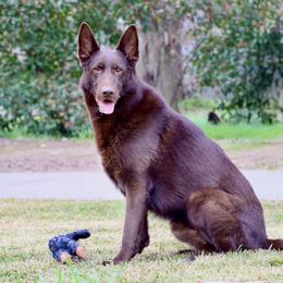 Rollo - German Shepherd