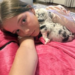 Blue Merle Female 1 - Blue merle female Miniature Australian Shepherd puppy in Washington, Indiana from Southern Indiana Mini Aussies