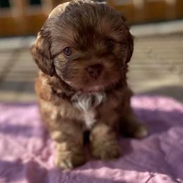 Aussiedoodles and Miniature Australian Shepherds from Dayspring Doodles NC
