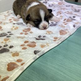 Boy 2 - Sable male Pembroke Welsh Corgi puppy in Narvon, Pennsylvania from Corgi Companions