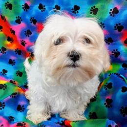 Marcel - White male Maltipoo puppy in Neosho, Missouri from Star Light Pups