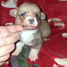 Bowser - Sable male Pembroke Welsh Corgi puppy in Kingman, Kansas from Tiny Titans K9