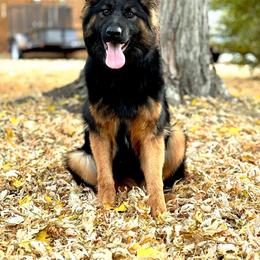 Nez - German Shepherd