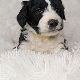 Aussiedoodle, Bernedoodle, Cavapoo, Goldendoodle, Poodle, and Sheepadoodle Puppies from Southern Utah Doodles & Poodles