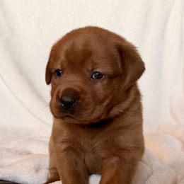 Ember - Yellow female Labrador Retriever puppy in Hudson, New York from Hudson Valley Labradors