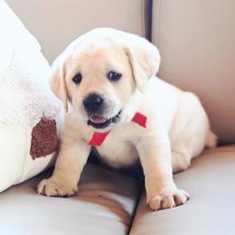 MR. RED BonBon-Blue TBD - Yellow male Labrador Retriever puppy in Pasco, Washington from ROCK CREEK LABRADORS