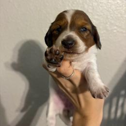 Zelda - Piebald female Dachshund puppy in Conroe, Texas from R&M Dachshunds