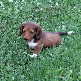 Dachshund Puppies from Cogsworth Cromwell Dachshunds of South West Michigan