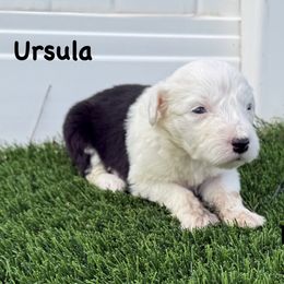 Ursula - Gray and white female Old English Sheepdog puppy in Blackfoot, Idaho from What the Fluff Old English Sheepdog