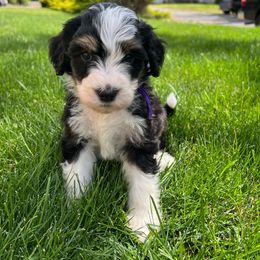 Girl 2 - Aussiedoodle puppy from Bella Ridge Farms & Dapper Doodles