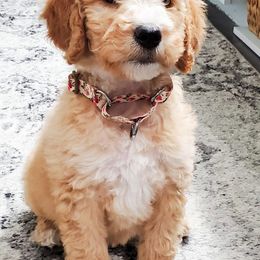 Goldendoodle and Poodle Puppies from Chattahoochee Kennels