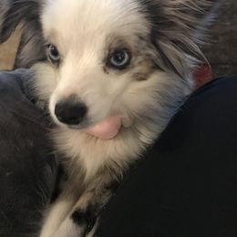 Toy Australian Shepherd All Grown Up from The Ranch of the Sun Toy Aussies