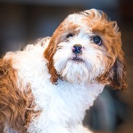 Cavapoo, Cavapoochon, and Companion Cross Puppies from Habibi Bears